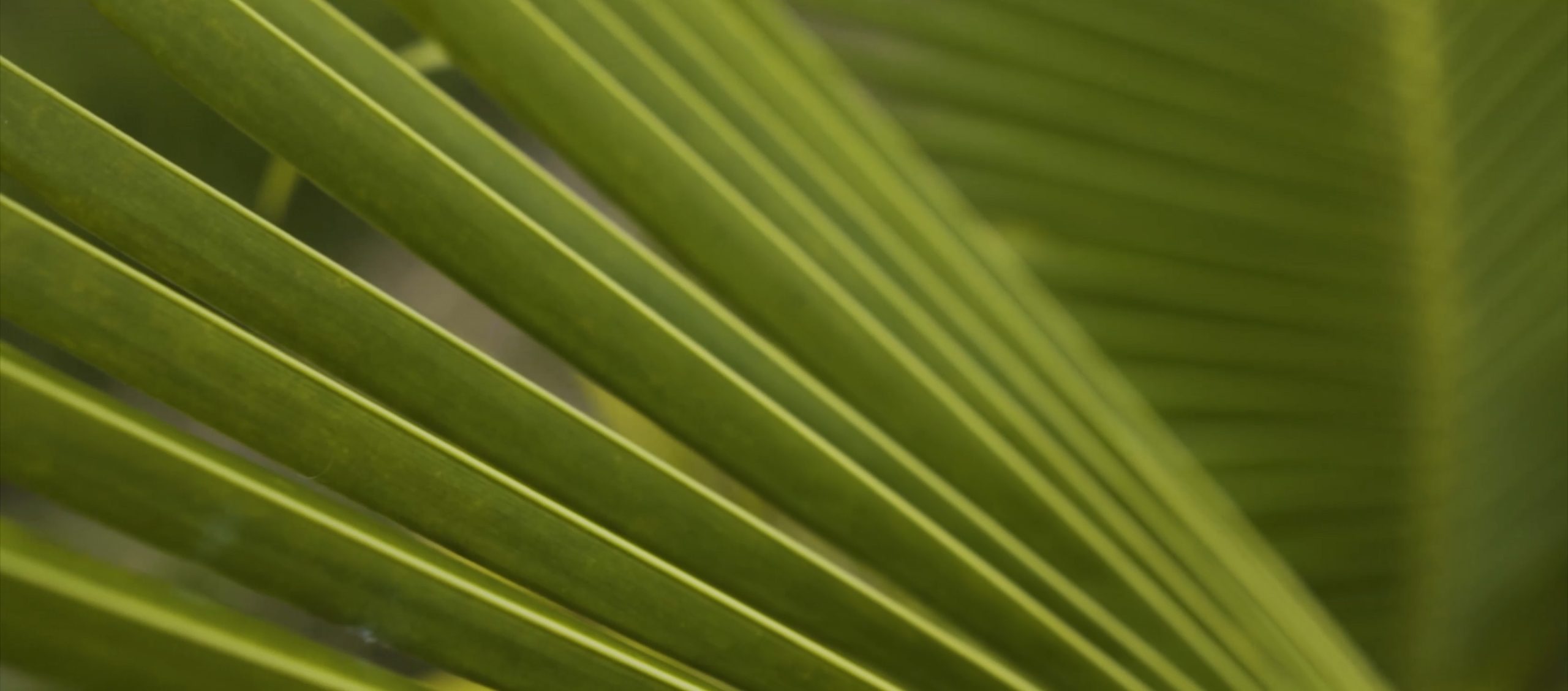 thiết kế palm city background